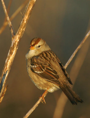 White-crowned Sparrow, first winter