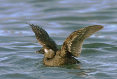 Surf Scoter, first winter