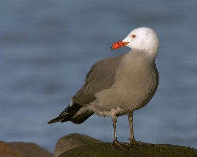 Heermann's Gull, breeding