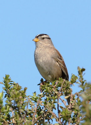 White-crowned Sparrow, Puget Sound, singing male