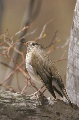 Gray-cheeked Thrush