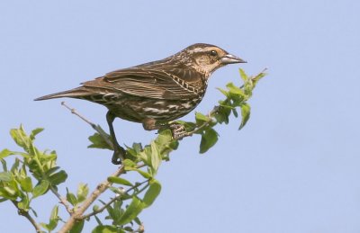 Red-winged Blackbird, typical female