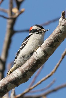 Downy Woodpecker, male