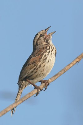 Song Sparrow, singing male