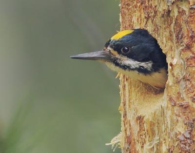Black-backed Woodpecker, male at nest