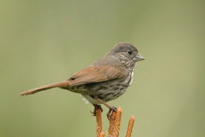 Fox Sparrow, Thick-billed singing male