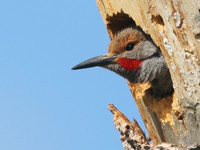 Northern Flicker, male at nest