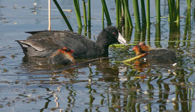 American Coots, adult with chicks