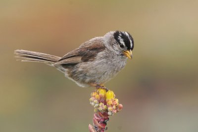 White-crowned Sparrow, Nuttall's, singing male