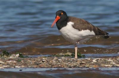 American Oystercatcher