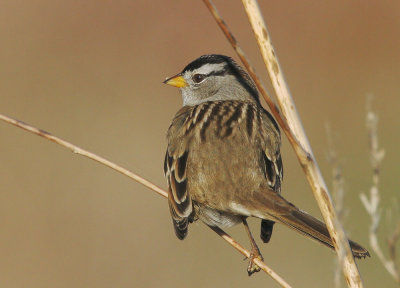 White-crowned Sparrow, Puget Sound
