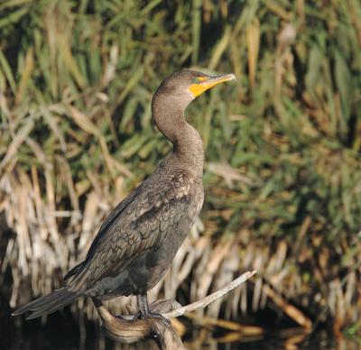 Double-crested Cormorant, first winter