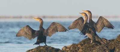Double-crested Cormorants, juvenile