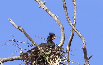 Double-crested Cormorant, nesting, showing crest