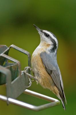 Red-breasted Nuthatch, female