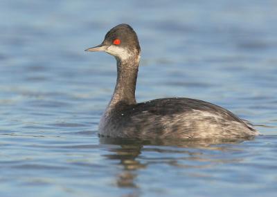 Eared Grebe, winter plumage