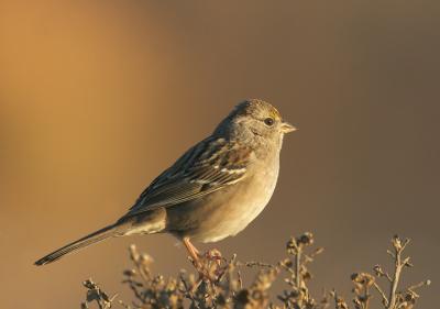 Golden-crowned Sparrow, first winter