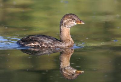Pied-billed Grebe, juvenile