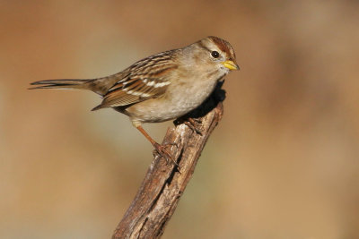 White-crowned Sparrow, immature