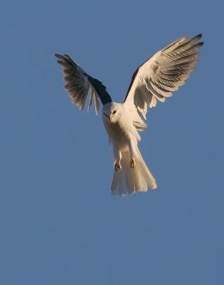 White-tailed Kite, hovering