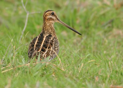 Wilson's Snipe