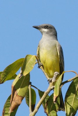 Cassin's Kingbird