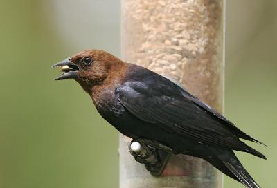Brown-headed Cowbird, male