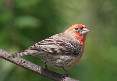 House Finch, male
