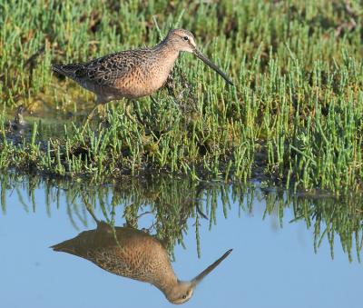 Long-billed Dowitcher,  spring breeding plumage