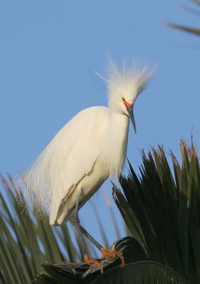 Snowy Egret