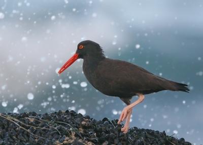 Black Oystercatcher