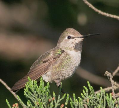 Anna's Hummingbird, female