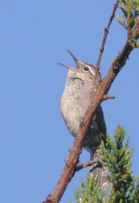 Bewick's Wren, singing