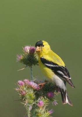 American Goldfinch, male