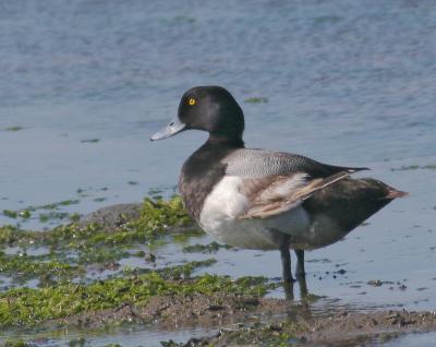 Lesser Scaup, male standing