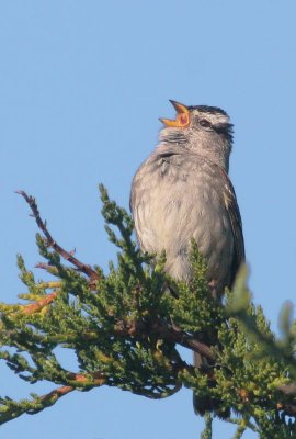 White-crowned Sparrow, singing male, Nuttall's