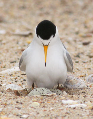 Least Tern, with eggs