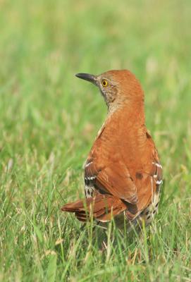 Brown Thrasher