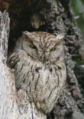 Western Screech-Owl