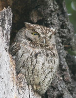 Western Screech-Owl