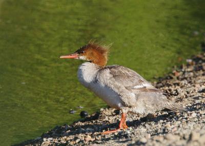 Common Merganser, female