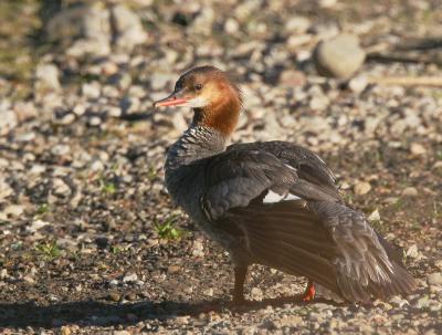 Common Merganser, female