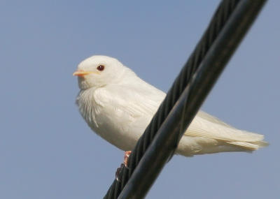 Birds -- Albino Cliff Swallow, June 2006