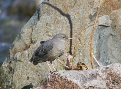 American Dipper, juvenile, near nest