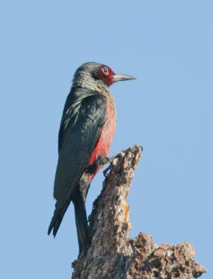 Lewis's Woodpecker