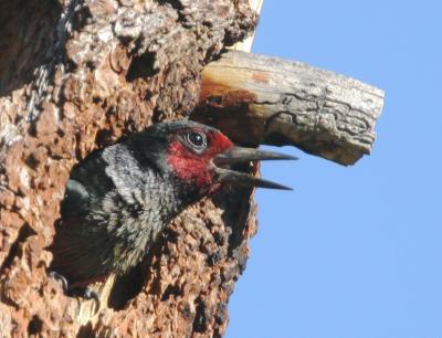 Lewis's Woodpecker, in nest