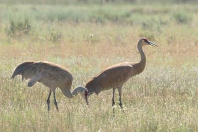 Sandhill Cranes