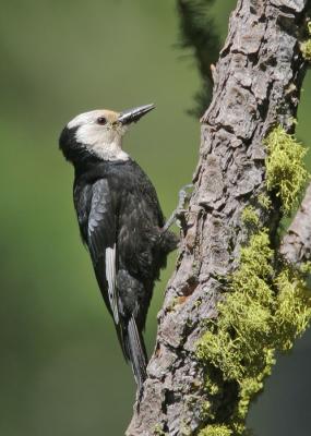 White-headed Woodpecker, female