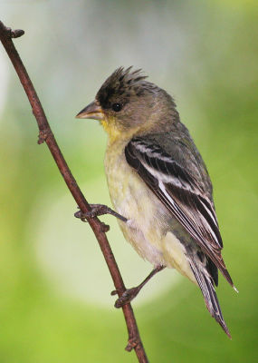 Lesser Goldfinch, first summer male