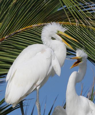 Great Egrets, juveniles